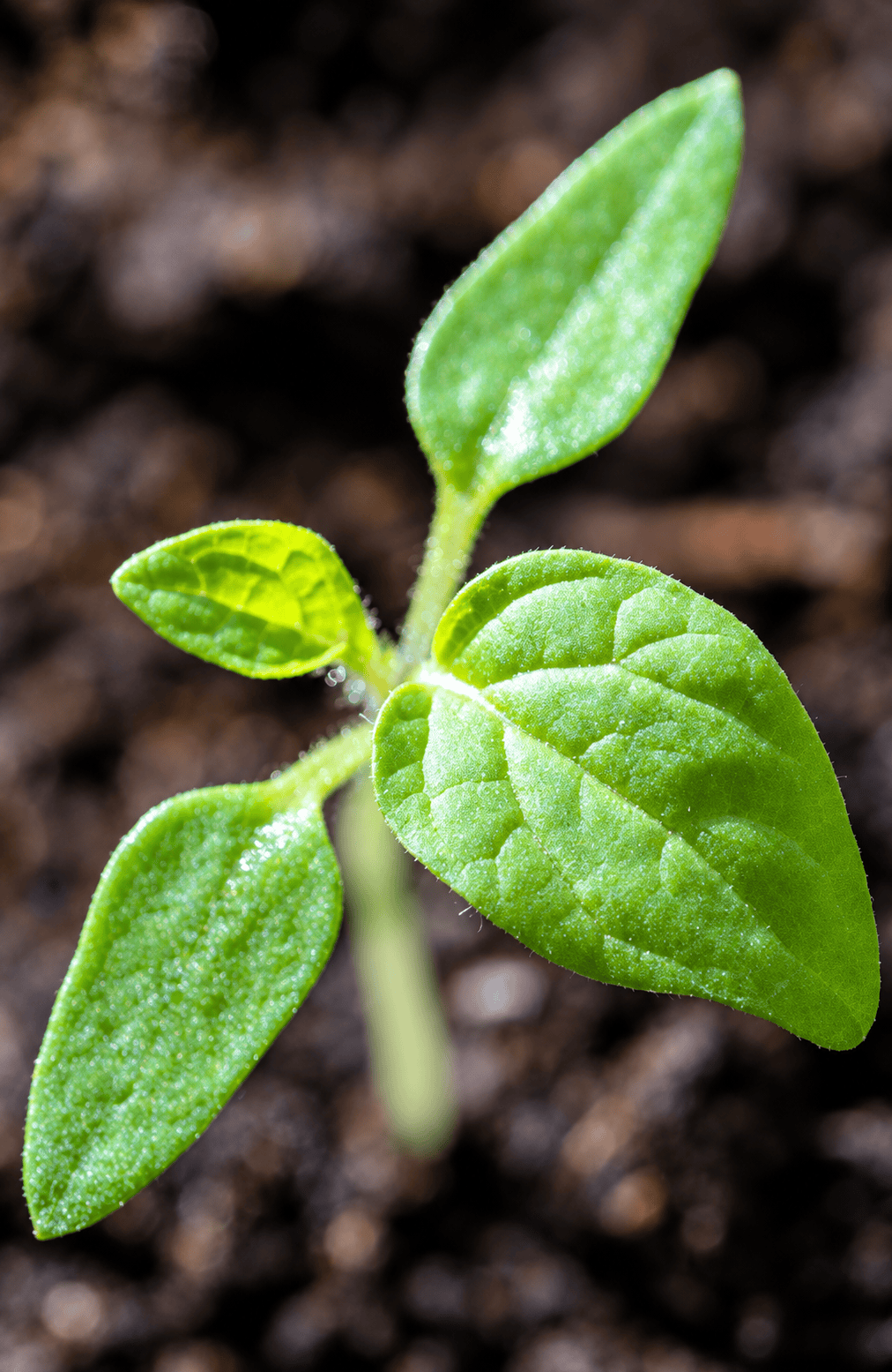 Jonge plant als symbool voor hernieuwbare groei